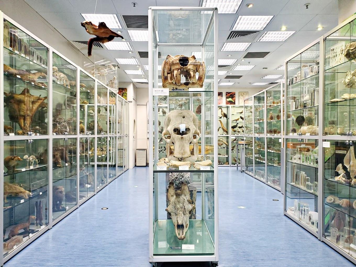 Hong Kong Biodiversity Museum | Hong Kong, China | Art Yourself Atelier