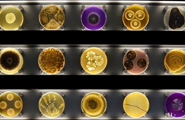 Micropia | Amsterdam, Netherlands | Art Yourself Atelier