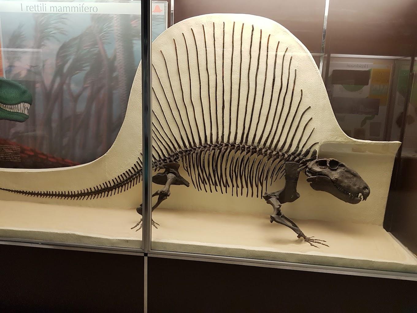 Milan Natural History Museum | Milan, Italy | Art Yourself Atelier