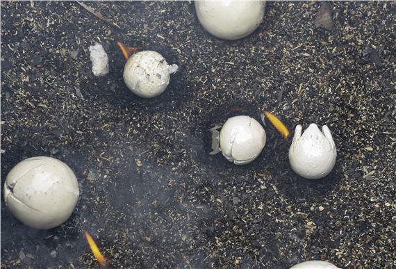 Francesco Pacelli: Nineteeneightyseven | Francesco Pacelli | DES BAINS