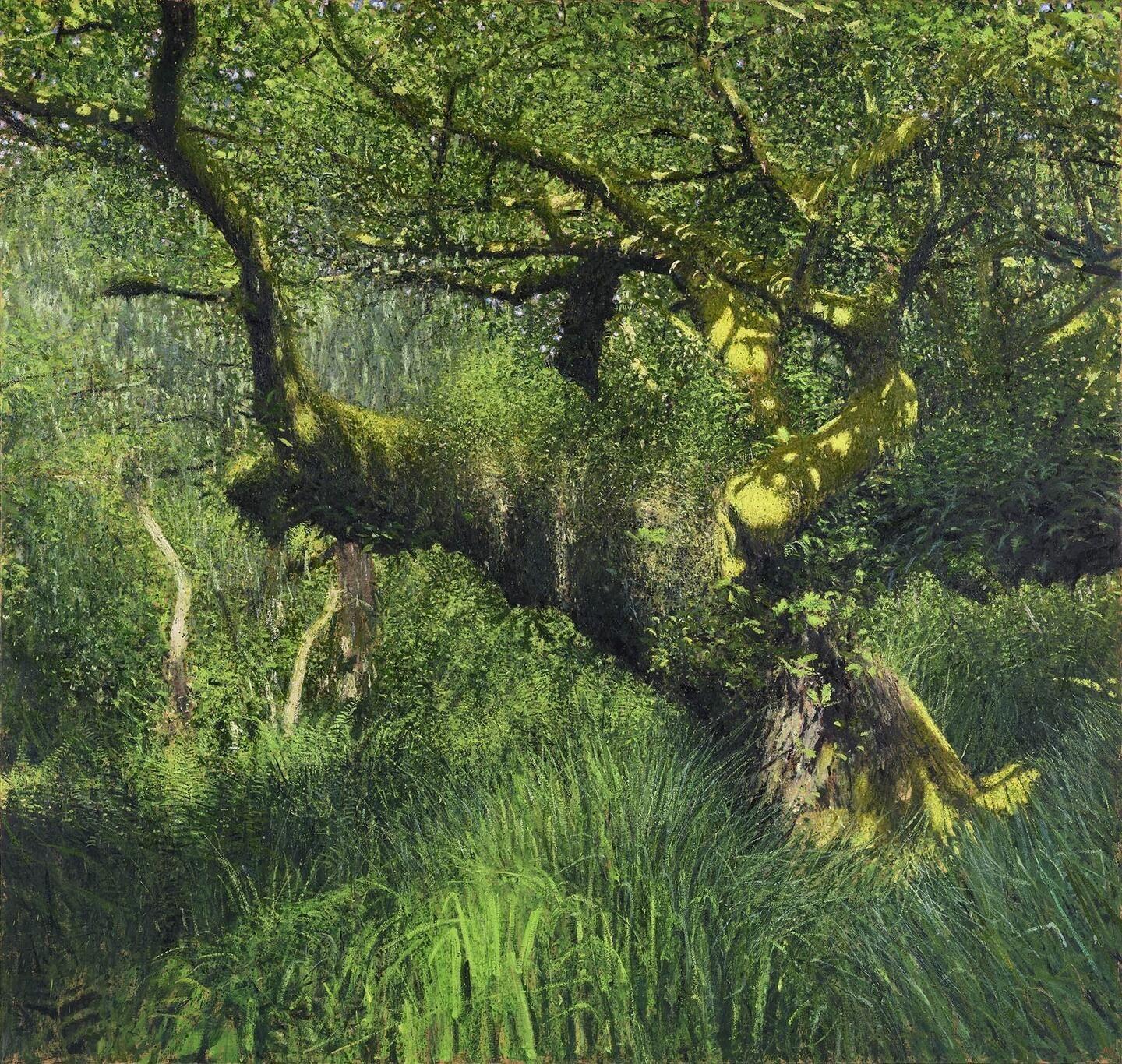 John Martin Gallery: Andrew Gifford ‘Moss Light, Painting the Atlantic Rainforest’  | Andrew Gifford | No. 9 Cork Street