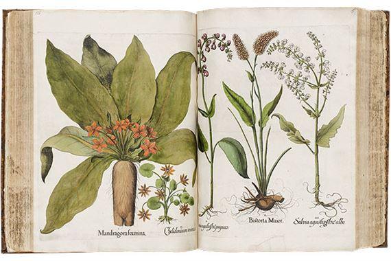Seeds of Knowledge: Early Modern Illustrated Herbals | Basilius Besler | The Morgan Library & Museum
