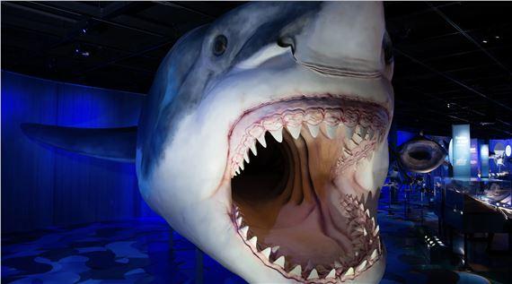 Sharks | Royal Ontario Museum