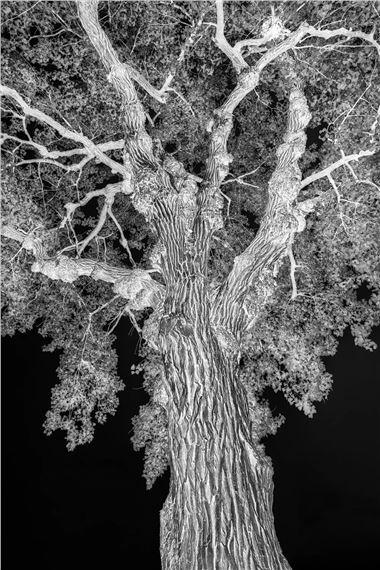 Suzanne Metzel: For The Love Of Trees | Suzanne Metzel | Perspective Gallery