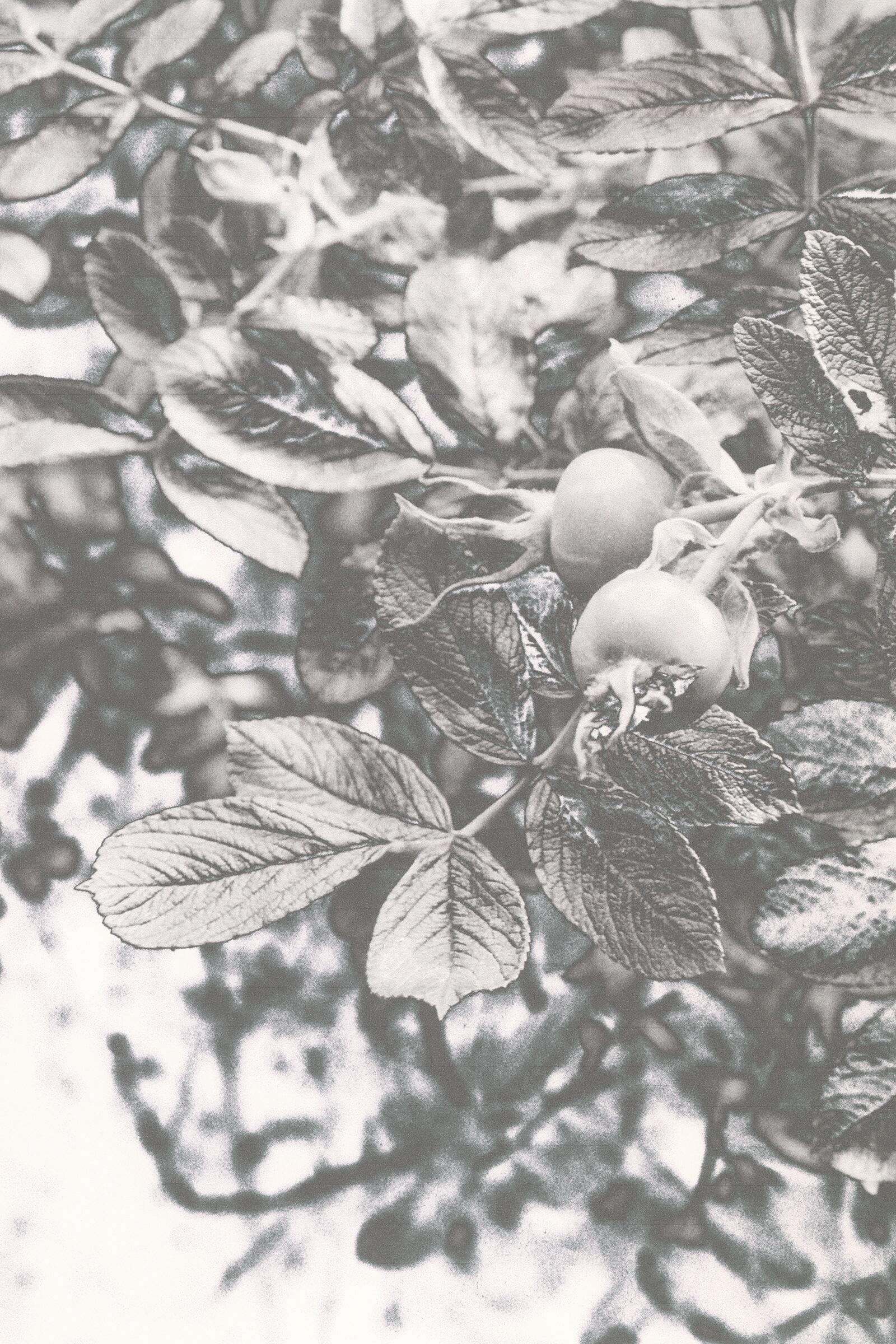 The Garden and the Gaze | Albion Jeune