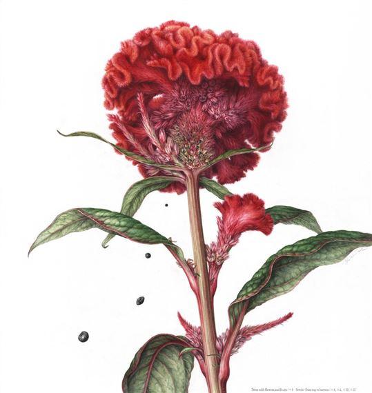 The RHS Botanical Art & Photography Show 2024 | Saatchi Gallery