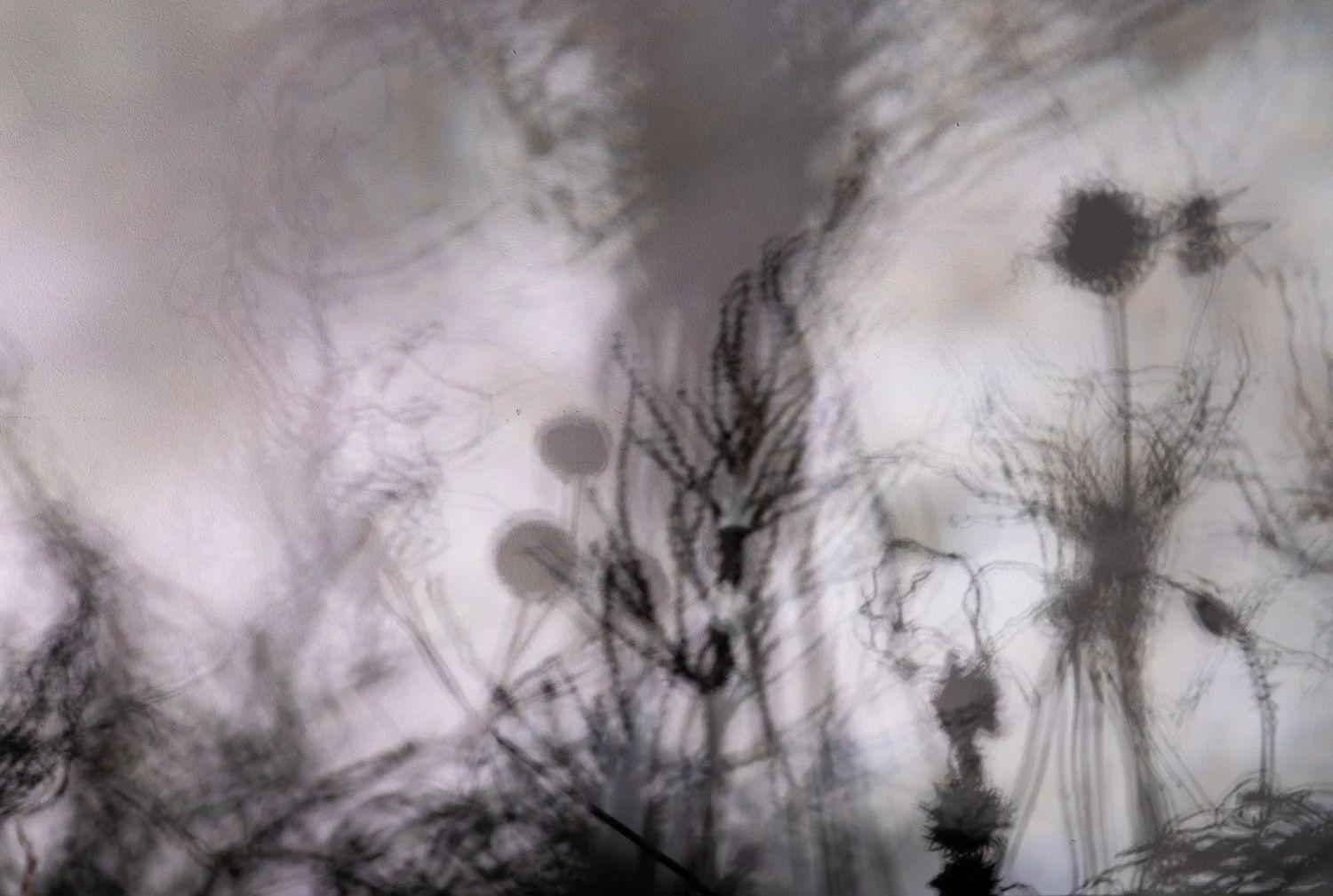 Zini Lardieri. The Banshees and Their Fairy Friends in the Shadow Forest  | Zini Lardieri | A.I.R. Gallery